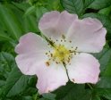 Bachbl�ten � Eine Einleitung 