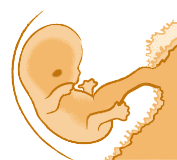 Extremitäten beim Baby im Mutterleib sind erkennbar