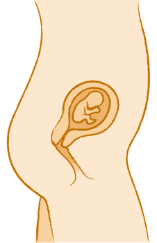 Erste Bauch-Wölbung in der Schwangerschaft