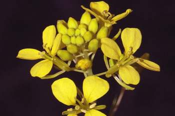 Bachblüten - Mustard