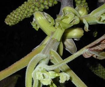 Bachblüten - Walnut