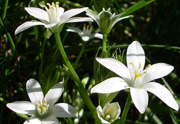 Bachblüte - Star of Bethlehem