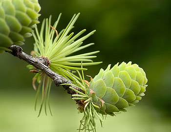 Bachblüten - Larch