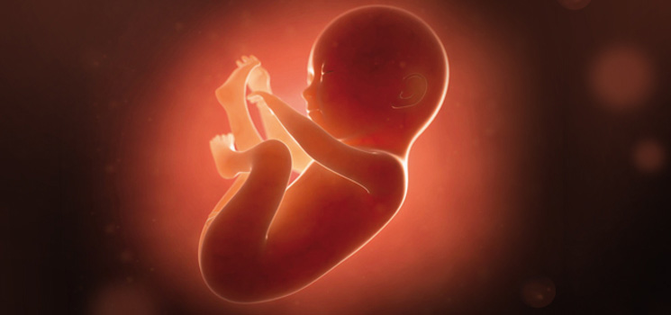 Fötus-Ultraschallbild als Symbol für SSW-Rechner