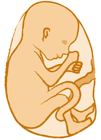 Ungeborenes bewegt sich im Bauch und lässt Bewegungen spüren Ungeborenes bewegt sich im Bauch und lässt Bewegungen spüren