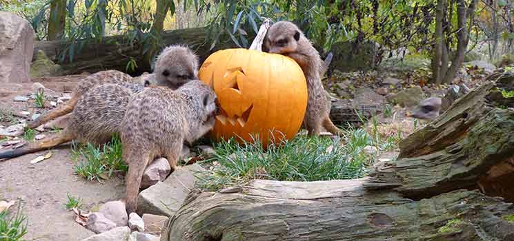 Halloween-Fest auf der Sababurg