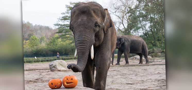 Halloween im Tierpark