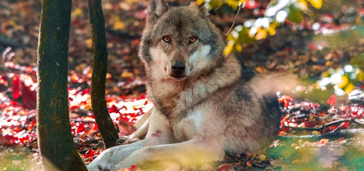 Wolfstage im Tierpark Sababurg