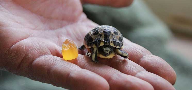 Seltener Schildkröten-Nachwuchs im Zoo