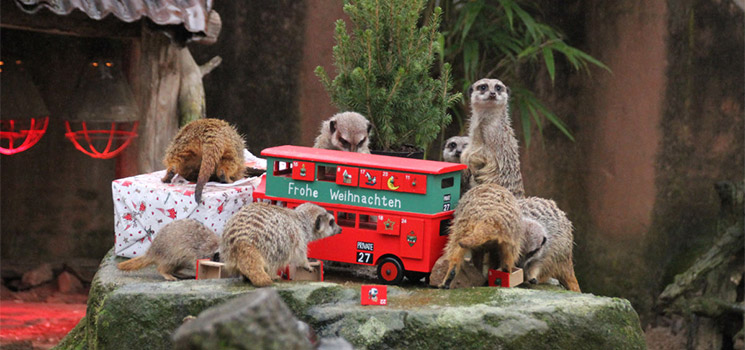 Bescherung im Zoo
