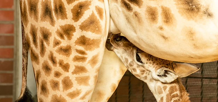 Giraffen-Nachwuchs im Tierpark Berlin