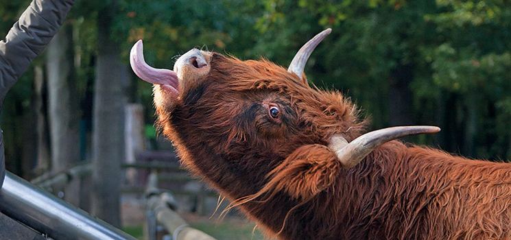 111 Jahre Lindenthaler Tierpark