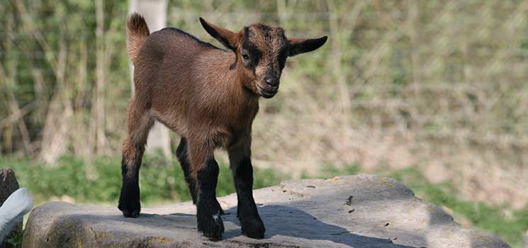 Sommerfamilienfest im Tierpark Sababurg