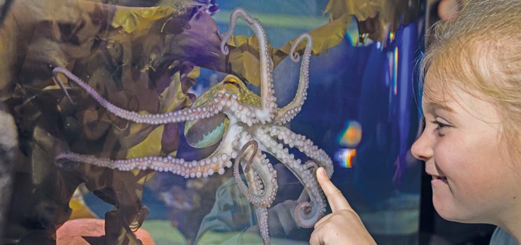 Sonderausstellung „Abenteuer Oktopus“