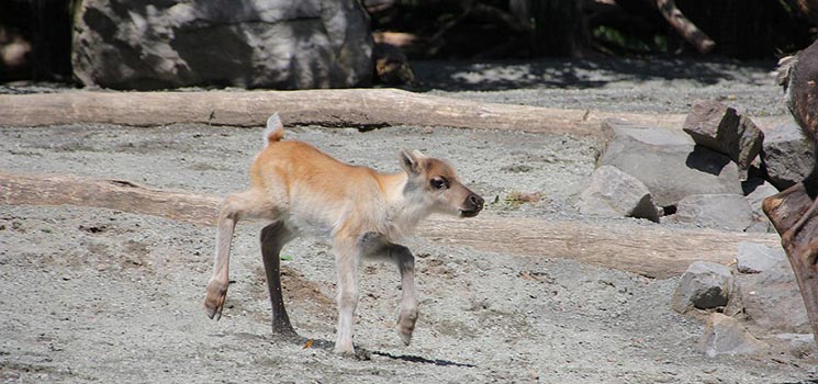 Karibu-Nachwuchs im Erlebnis-Zoo
