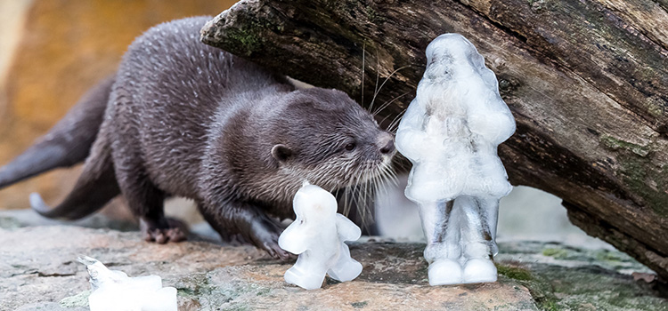 Besinnliche Stimmung in Zoo und Tierpark