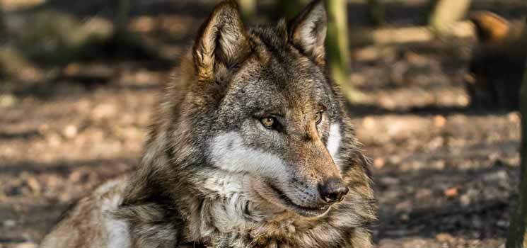 Grillnächte im Tierpark Sababurg