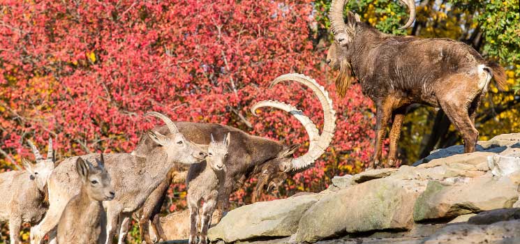 Herbstprogramm in Zoo und Tierpark