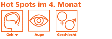 Meilensteine in der Entwicklung des Ungeborenen im 4. Monat sind Gehirn, Auge und Geschlecht
