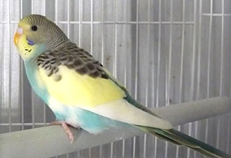 Lily, die Wellensittichin