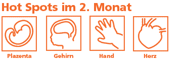 Meilensteine in der Entwicklung des Ungeborenen im 2. Monat sind Plazenta, Gehirn, Hand und Herz